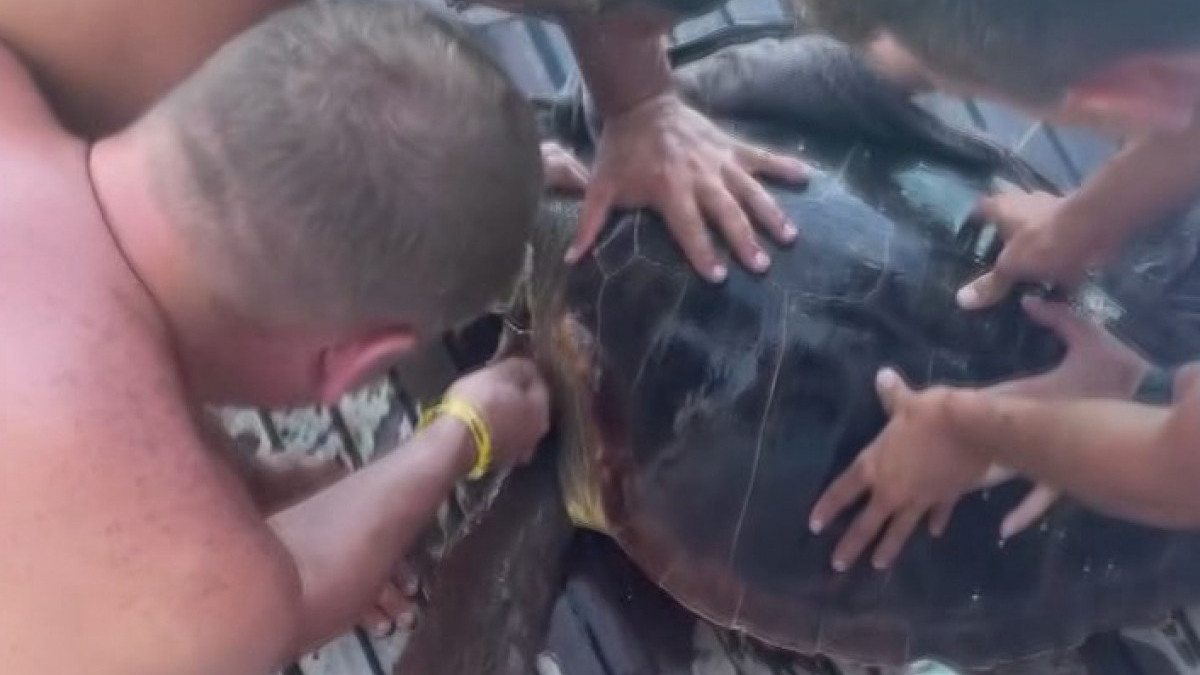 Antalya'da yaralı deniz kaplumbağası için seferber olundu