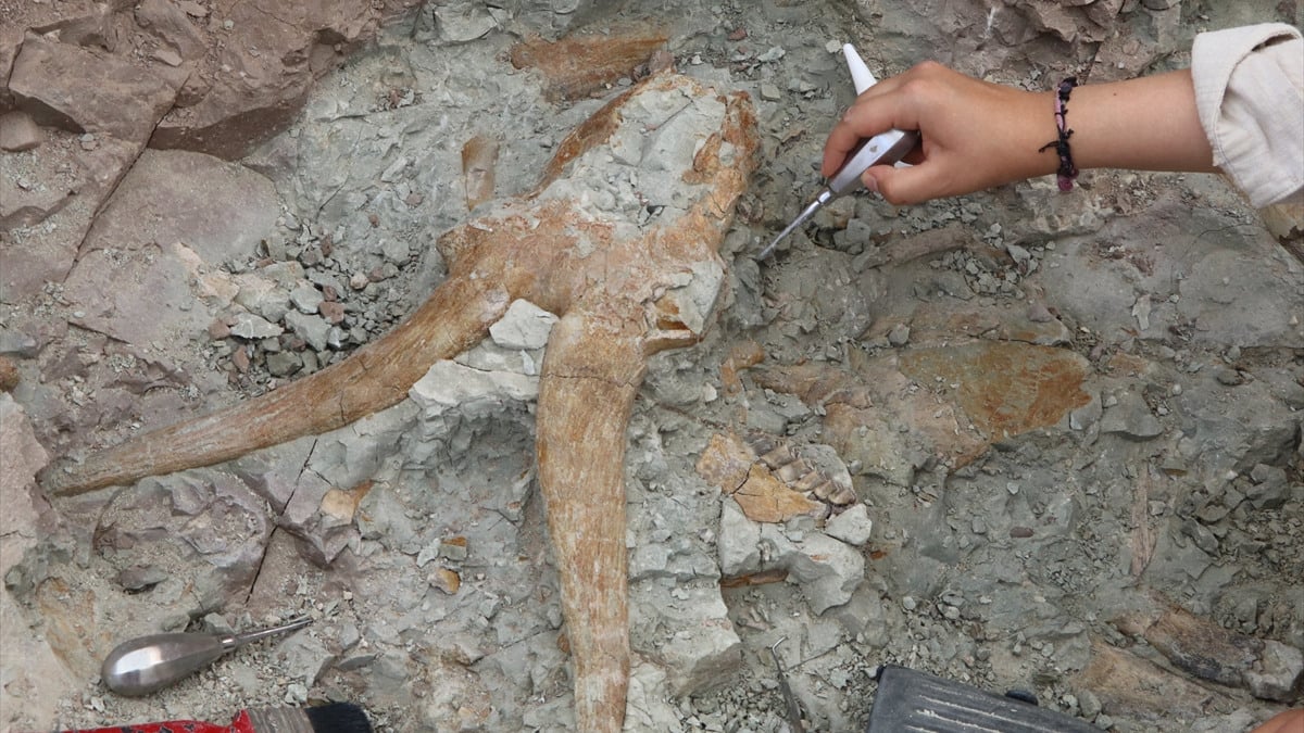 Çankırı'da yaklaşık 8,5 milyon yıllık onlarca fosil ortaya çıkarıldı