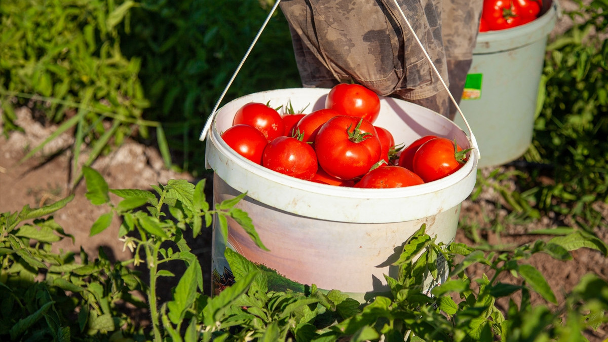 Çorum'da domates hasadı başladı: Üreticiler mutlu