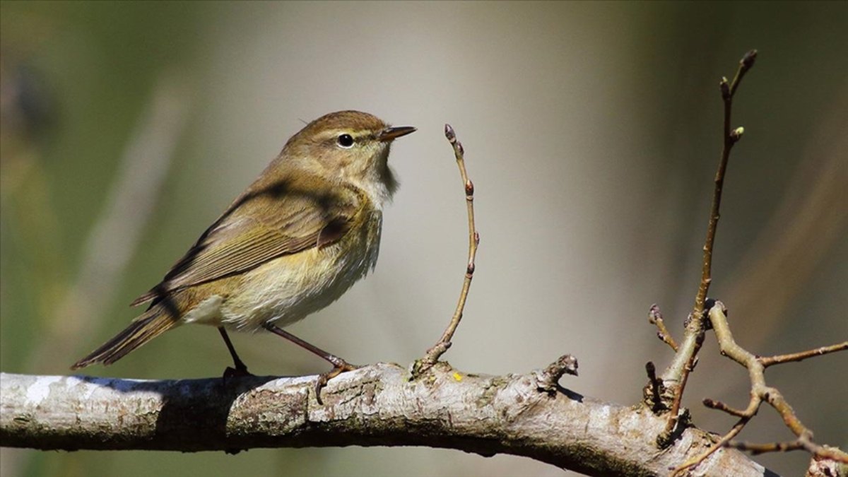 Kocaeli'deki Ballıkayalar Tabiat Parkı, kuş gözlemcilerine yeni keşifler sunuyor