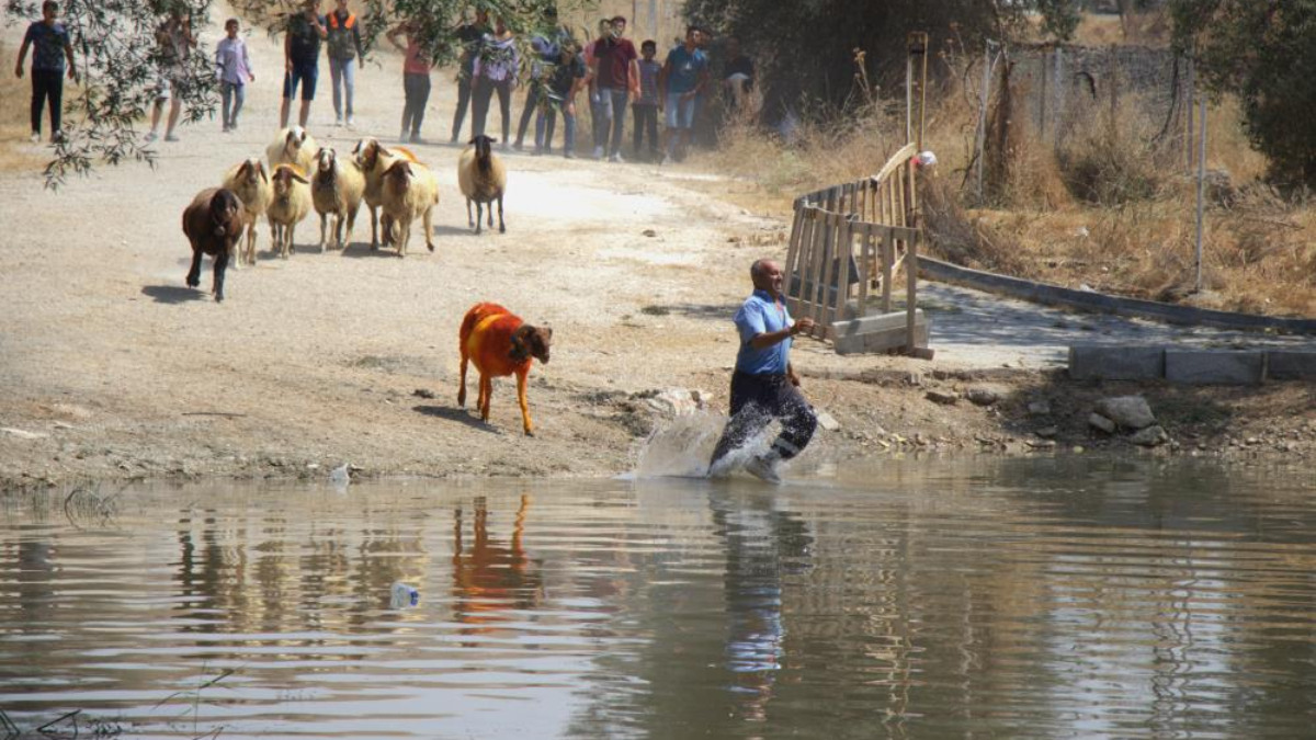 Denizli'de 850 yıllık gelenek: Sudan koyun geçirme yarışı
