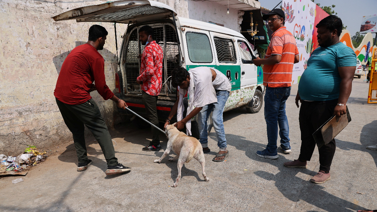 Hindistan'da G20 Önderler Doruğu öncesi tedbirler: Sokak köpekleri toplandı
