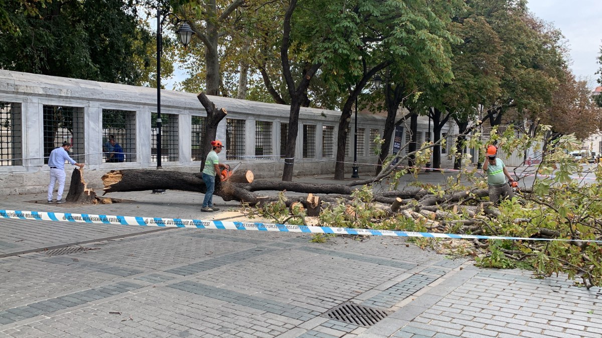 İstanbul'da ağaç devrildi! Turistler mevtten döndü
